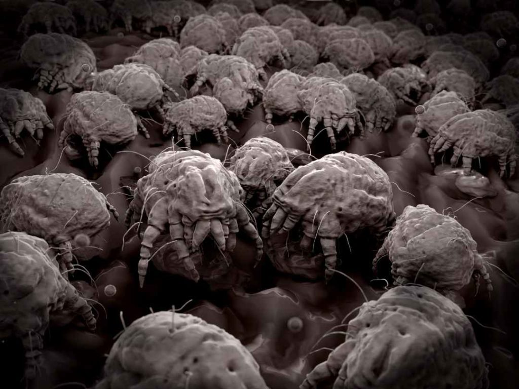 ácaros del polvo microscópicos