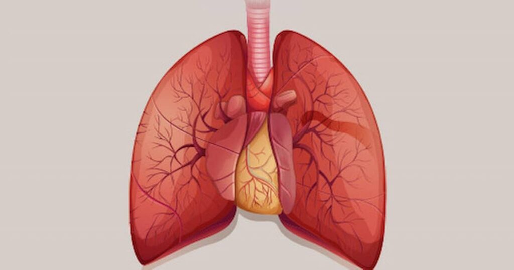Ilustración de pulmones humanos con bronquios visibles, y venas y arterias circundantes, que muestra el sistema respiratorio sobre un fondo claro.